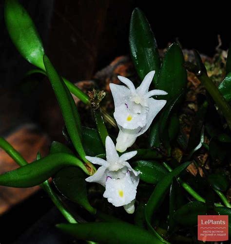 迷你石斛蘭品種|蘭花的故事: Dendrobium hymenanthum 茉香石斛